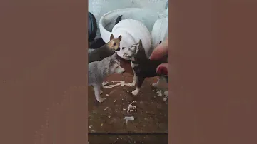 инвалидная коляска повышенной комфортности